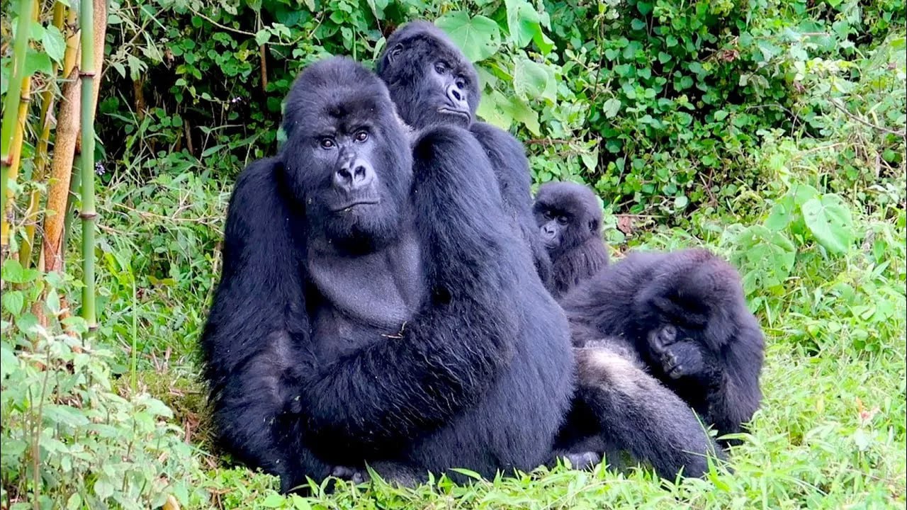 🇷🇼Female gorillas in Rwanda recognise their companions even after years apart – study