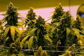 Virginia Moves Toward Legal Recreational Cannabis Sales in 2027