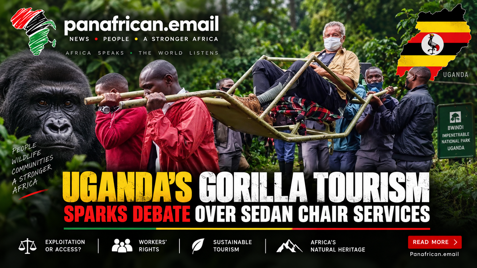 🇺🇬 Uganda’s Gorilla Tourism Sparks Debate Over Sedan Chair Services for Visitors